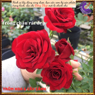 Chậu hoa hồng siêu nụ đỏ Terrazza 💍Hoa Mười Giờ Bonsai & Phụ Kiện