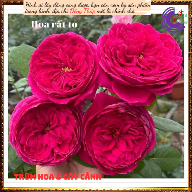 Chậu hoa hồng Pas De Deux  đỏ tím lạ ️💄TRÙM HOA VÀ CÂY CẢNH
