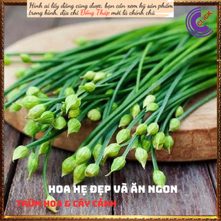 Chậu giống rau hẹ ta lá nhỏ rất thơm ⏳SHOP PP ONLINE CLICK 24 GIỜ