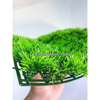 Thảm cỏ Thiên Lý nhân tạo lót nền, trang trí bể cá, tiểu cảnh