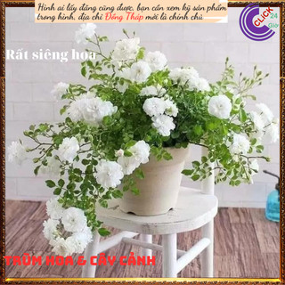 Chậu hoa hồng trắng Bạch trà làm trà💍 Hoa Mười Giờ Bonsai & Phụ Kiện