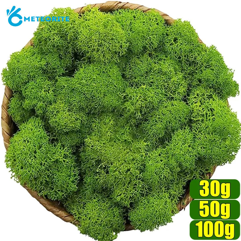 30 / 50 / 100g Cỏ Rêu Xanh Nhân Tạo Cho Cây Chậu - Mini Micro Phong ...