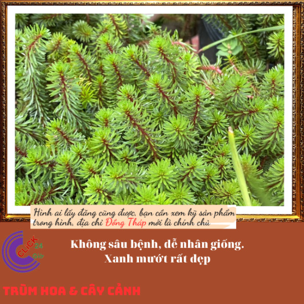 Chậu hoa mười giờ khổng tước trồng nền🍇 Hoa Mười Giờ Bonsai & Phụ Kiện