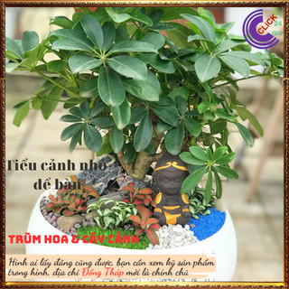 Cây ngũ gia bì vừa làm cảnh vừa đuỗi muỗi vừa là cây dược liệu quý ️️🥁 MiMa market