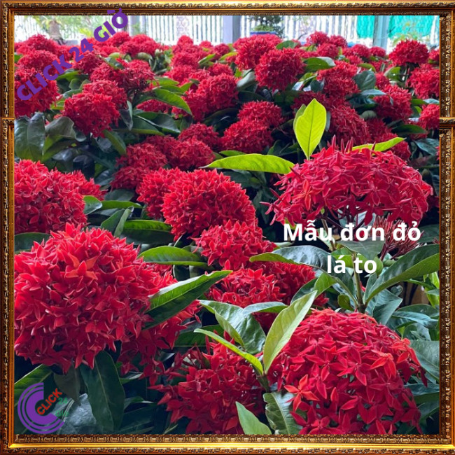 Chậu hoa mẫu đơn đỏ giống hoa trang lá to hoa to rực rỡ siêu đẹp 🎮 MM Market