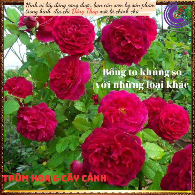 Chậu hoa hồng Janice Kellogg Siêu to 💍Hoa Mười Giờ Bonsai & Phụ Kiện
