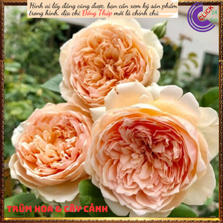 Chậu hoa hồng Masora cam mơ siêu đẹp ⏳SHOP PP ONLINE CLICK 24 GIỜ