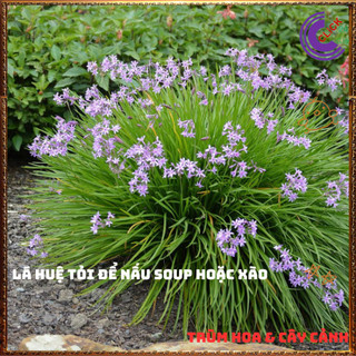 Chậu hoa HUỆ TỎI tuyệt đẹp sống lâu năm làm món ăn thơm ngon ️🎊 Hoa Đẹp Dễ Trồng