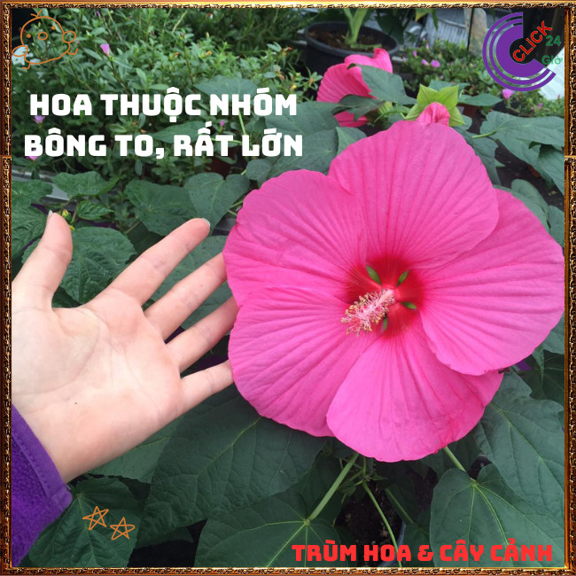 Chậu HOA RÂM BỤT MỸ màu hồng bông rất to màu ngọt ngào lạ mắt ️📬 Hoa Mười Giờ Bonsai & Phụ Kiện
