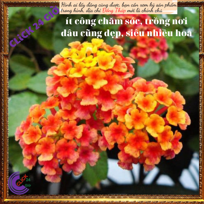 Chậu hoa ngũ sắc cam chảnh hoa trâm ổi️️🥁Hoa Mười Giờ Bonsai & Phụ Kiện
