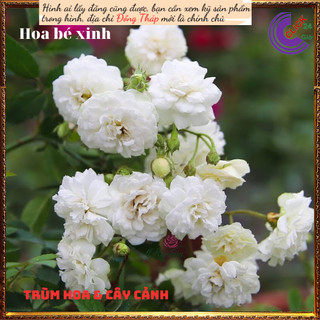 Chậu hoa hồng trắng Bạch trà làm trà💍 Hoa Mười Giờ Bonsai & Phụ Kiện