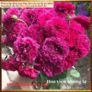 Chậu hoa hồng Ramukan HỒNG VIỀN XOẮN ️🔖Siêu Thị Hoa