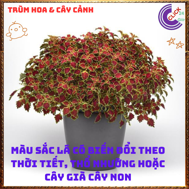 Chậu cây Lá Gấm ĐỒNG XU LONG PHỤNG màu sắc rực rỡ xinh xắn dễ trồng ️🎊 Hoa Mười Giờ Bonsai & Phụ Kiện
