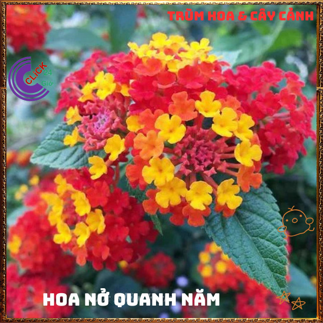 Chậu hoa ngũ sắc ĐỎ NHẬT loại đứng siêu hoa thơm ngát quanh năm⏳ TRÙM HOA VÀ CÂY CẢNH