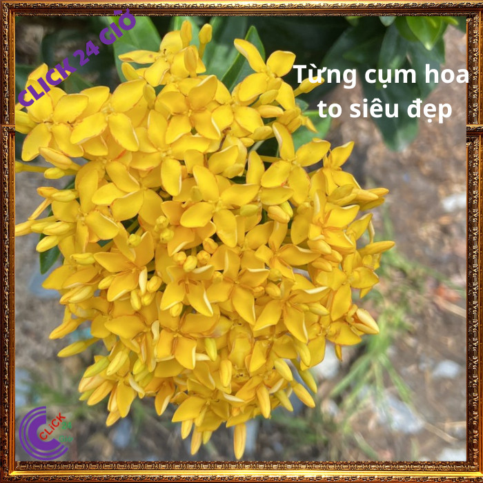 Chậu hoa mẫu đơn VÀNG CỐM giống hoa trang lá nhỏ hoa to🔅 MM Market