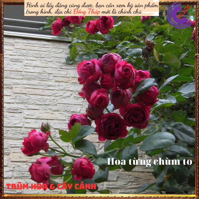 Chậu hoa hồng leo Red Eden siêuthơm ️💄TRÙM HOA VÀ CÂY CẢNH