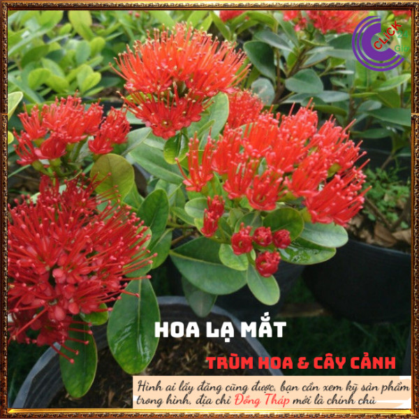 Cây mai thái cam siêu to đẹp rực rỡ 💍 Hoa Mười Giờ Bonsai & Phụ Kiện