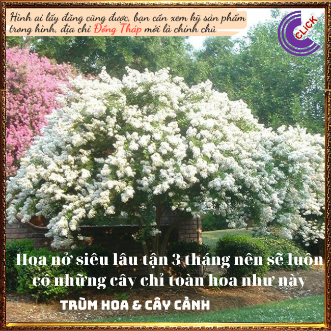 Cây tường vi trắng lá xanh tinh khôi siêu hoa hoa to nở lâu 3 tháng ⏰ Hoa Mười Giờ Bonsai & Phụ Kiện