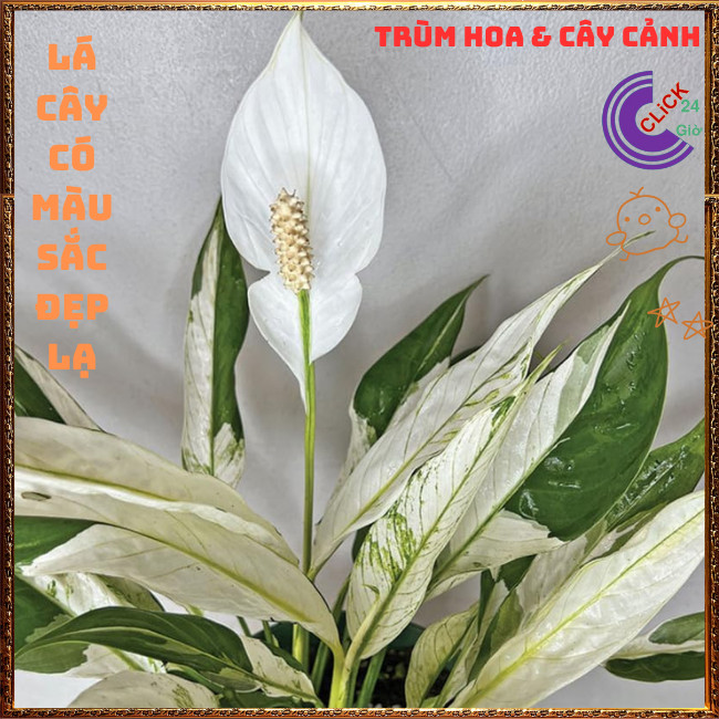 Chậu HOA LAN Ý CẨM THẠCH hoa trắng lá trắng cực kỳ sang trọng ️📬 Hoa Mười Giờ Bonsai & Phụ Kiện