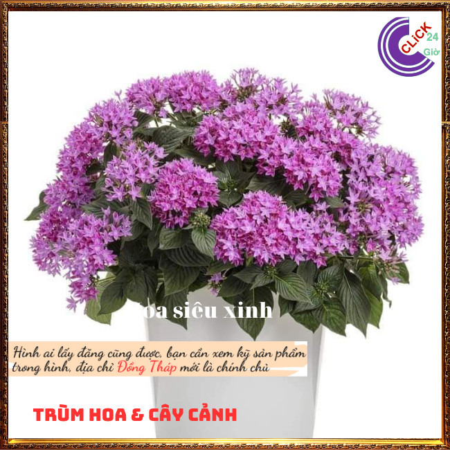 Chậu hoa diễm châu tím siêng hoa ️💄TRÙM HOA VÀ CÂY CẢNH