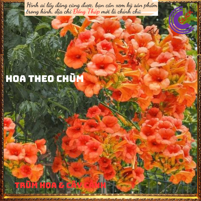 Dây leo hoa đăng tiêu cam dài 60cm 💍Hoa Mười Giờ Bonsai & Phụ Kiện