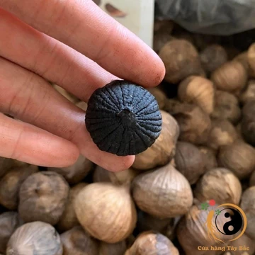 Tỏi đen cô đơn, tỏi đen một nhánh Yên Châu Sơn La loại 1 (500g, 1kg) . Tỏi đen Tây Bắc lên men tự nhiên