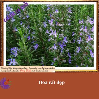 Hương thảo chậu to cây gia vị Cây Rosemary hương liệu đuổi muỗi 📇 Yêu Nhà Yêu Hoa