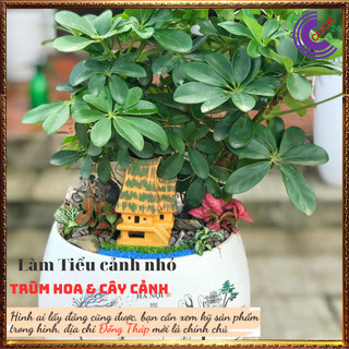 Cây ngũ gia bì vừa làm cảnh vừa đuỗi muỗi vừa là cây dược liệu quý ️️🥁 MiMa market