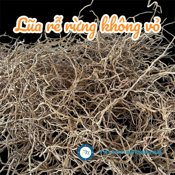 Trang trí bể cá: Lũa rễ rừng (100g) làm layout rừng, layout thủy sinh ...