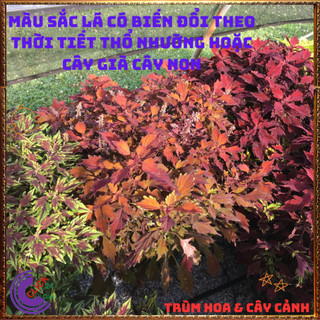 Chậu Lá Gấm ĐỎ ĐÔ LÁ NHỎ siêu phẩm trồng viền đẹp mắt mới lạ ️🎊 Hoa Đẹp Dễ Trồng