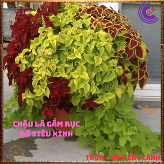 Combo 9 Chậu Lá Gấm Thái 9 Màu Rực Rỡ Lạ Mắt Cực Kỳ Xinh Đẹp️📩 Siêu Thị Hoa Và Cây Giống