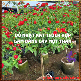 Chậu hoa ngũ sắc ĐỎ NHẬT tuyệt đẹp siêng hoa thơm quanh năm️💎Yêu Nhà Yêu Hoa