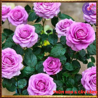 Chậu hoa hồng tím Thank You Siêu Lạ ⏰Yêu Nhà Yêu Hoa
