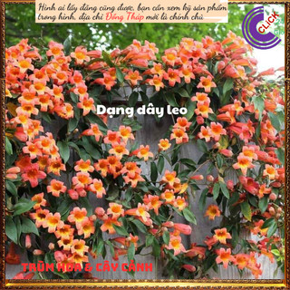 Dây leo hoa đăng tiêu cam dài 60cm ⏳SHOP PP ONLINE CLICK 24 GIỜ