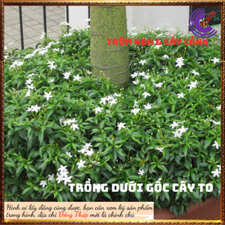 Cây Mai tiểu thư hoa mai chỉ thiên cây trừ tà phong thủy ⏰ Hoa Mười Giờ Bonsai & Phụ Kiện