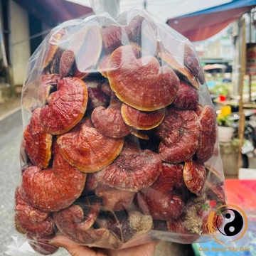 Nấm Lim xanh rừng tự nhiên Tây Bắc mọc trên thân gốc lim xanh đã mục. Nấm lim, linh chi sừng hươu, linh chi đỏ ngâm rượu