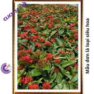 Chậu hoa mẫu đơn đỏ giống hoa trang lá to hoa to rực rỡ siêu đẹp 🖱 SHOP PP ONLINE CLICK 24 GIỜ