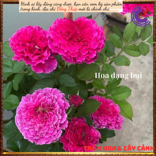 Chậu hoa hồng Ramukan HỒNG VIỀN XOẮN ⏰Yêu Nhà Yêu Hoa