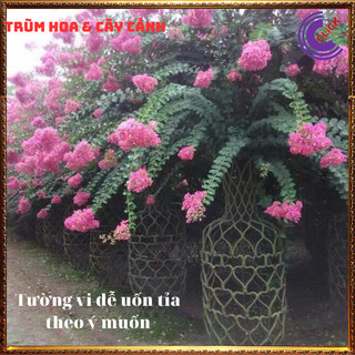Cây tường vi hoa hồng siêu hoa hoa to nở lâu 3 tháng màu ngọt ngào ⏰ Hoa Mười Giờ Bonsai & Phụ Kiện
