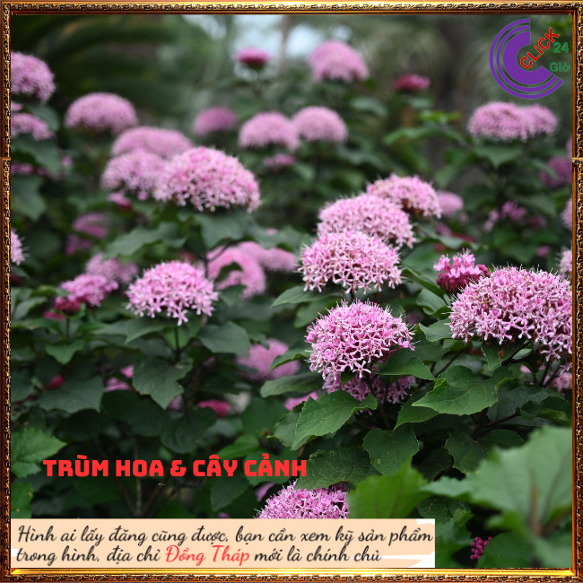 Cây hoa cẩm tú cầu mexicô trang thơm chịu được nắng nóng rất thơm ⏰ Hoa Mười Giờ Bonsai & Phụ Kiện