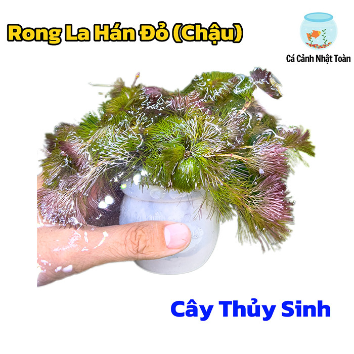 Một Chậu La Hán Đỏ Cắm Sẵn - Cây Thủy Sinh Bể Cá Cảnh