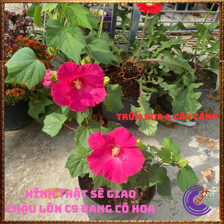 Chậu HOA RÂM BỤT MỸ Hồng Cánh Đơn giống mới SIÊU TO đẹp nở quanh năm 💍Làng Hoa Sa Đéc