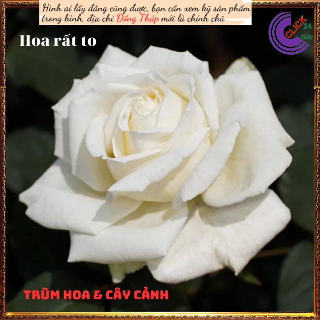 Chậu hoa hồng trắng Pope tinh khiết💍Hoa Mười Giờ Bonsai & Phụ Kiện