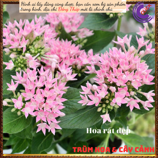 Chậu hoa diễm châu hồng hạnh phúc ⏰Yêu Nhà Yêu Hoa