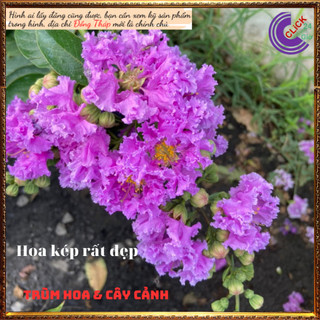 Cây Hoa Bằng lăng kép thái siêu bông tím hoa to rất đẹp nở quanh năm 🕰 Yêu Nhà Yêu Hoa