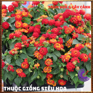Chậu hoa ngũ sắc ĐỎ RUBY cuốn hút siêu đẹp rất thơm nở quanh năm✳️VƯỜN HOA CỔ TÍCH