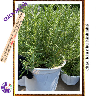 Chậu hương thảo Lớn hương thơm dễ chịu nhiều công dụng 📣 MiMa market
