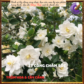 Cây hoa Bạch Thiên Hương Hoa Lài Lá Lớn Chậu Lớn Cây Cao Thơm Ngát 🎮 MiMa market