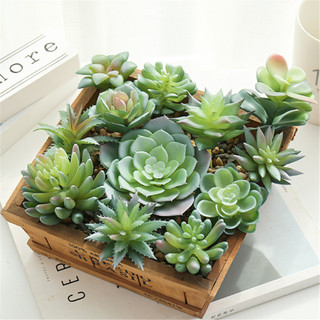Đầu hoa cây mọng nước Cây xanh