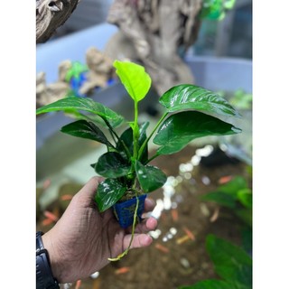 Trầu Bà 1 Thân Cây Thủy Sinh - Đẹp Dễ Sống cho hồ thuỷ sinh